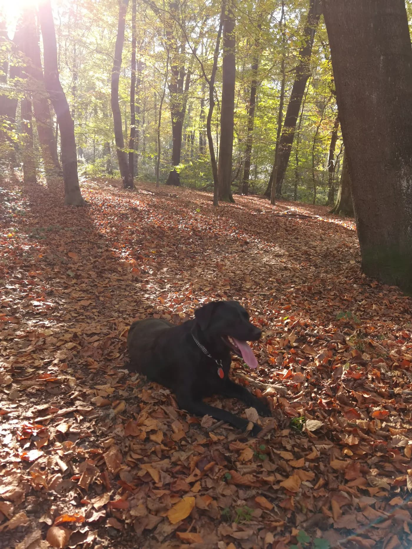 Waldweg mit Herbstlaub nahe der Hundewiese am Duisburger Stadtwald